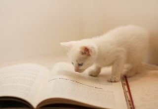 本の上のネコ